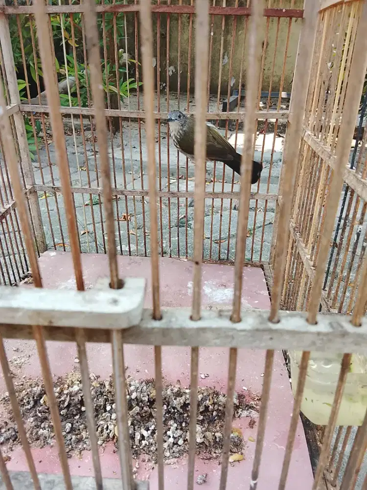 Jual burung siri siri gede