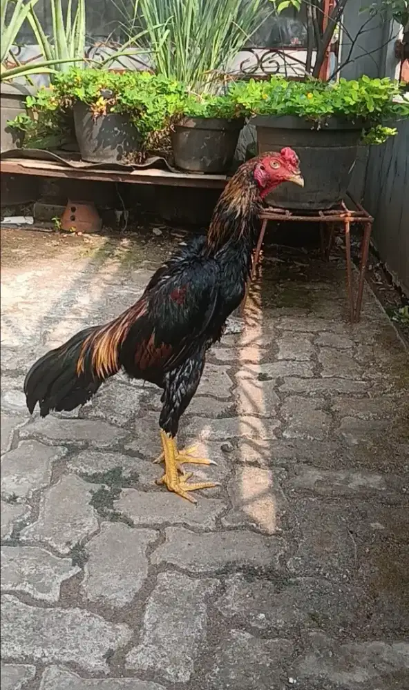 Ayam bangkok muda (brazillian x shamo)