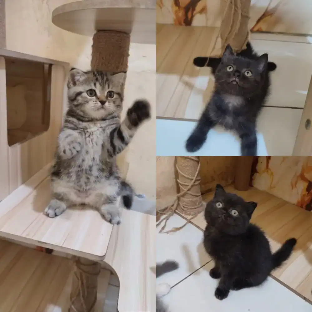 BSH x Scottish Fold.All Female