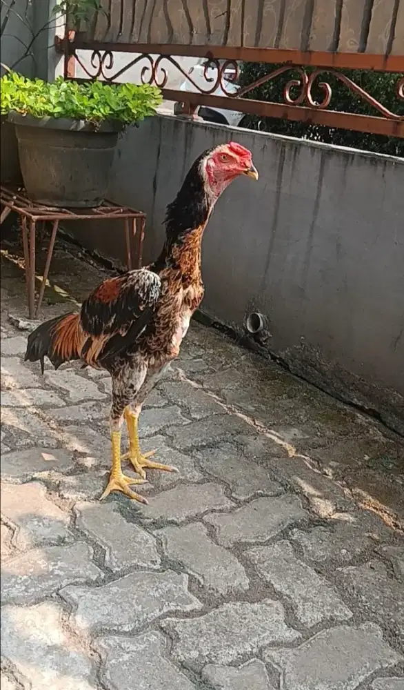 Ayam bangkok gress jenis brazillian x shamo