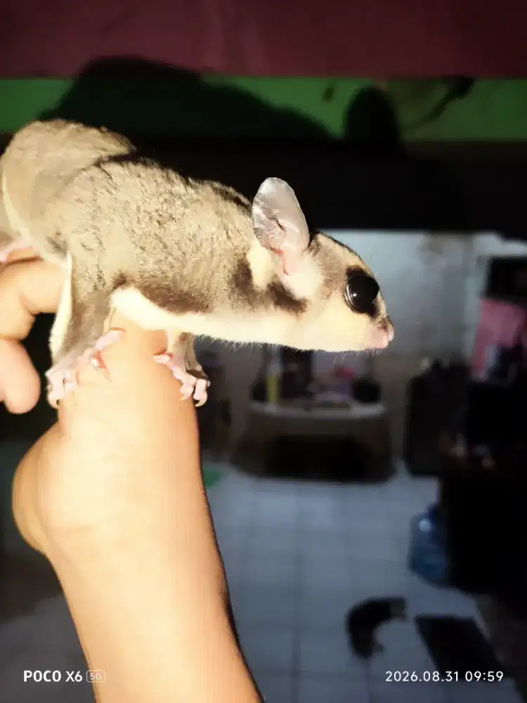 Sugar glider classic grey