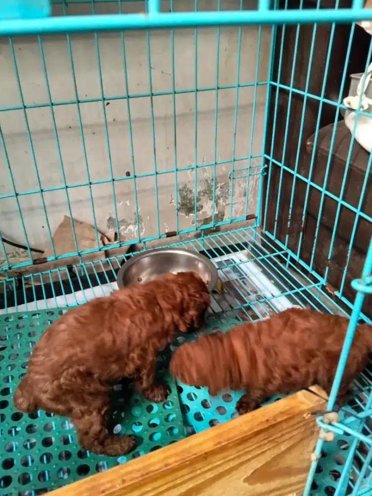 Red Toy Poodle Jantan