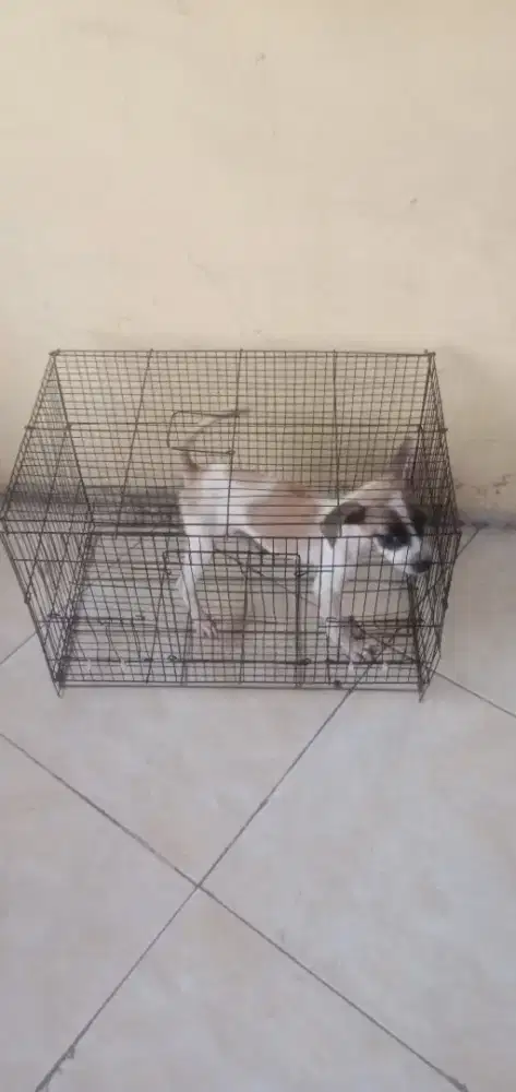 Anak anjing Betina