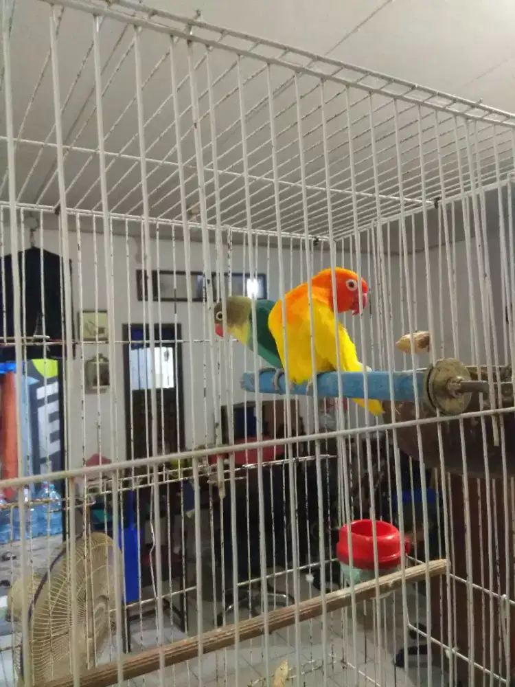 Lovebird sepasang full set