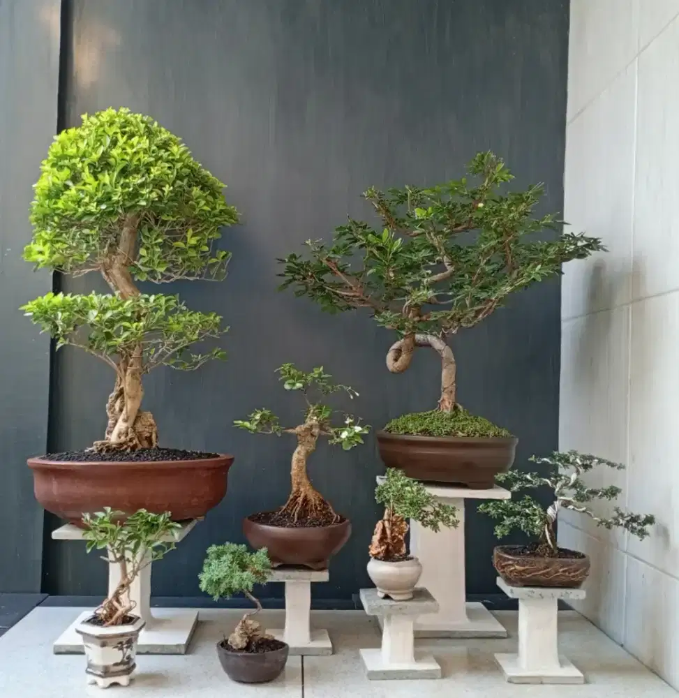 Paketan bonsai hias murah