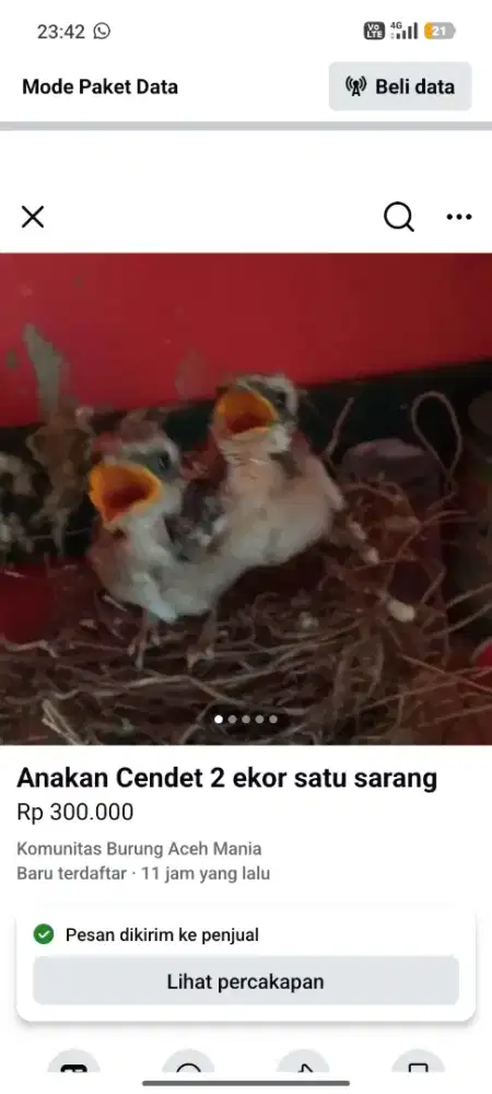 Anakan Cendet/Pentet satu Sarang