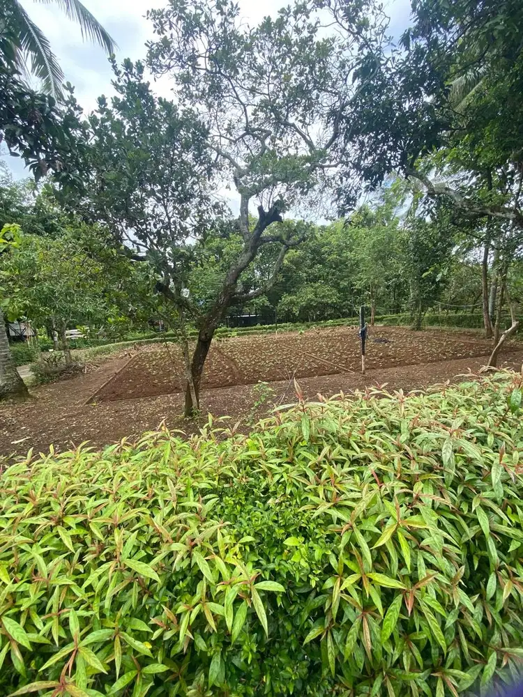 di Jual tanah pekarangan