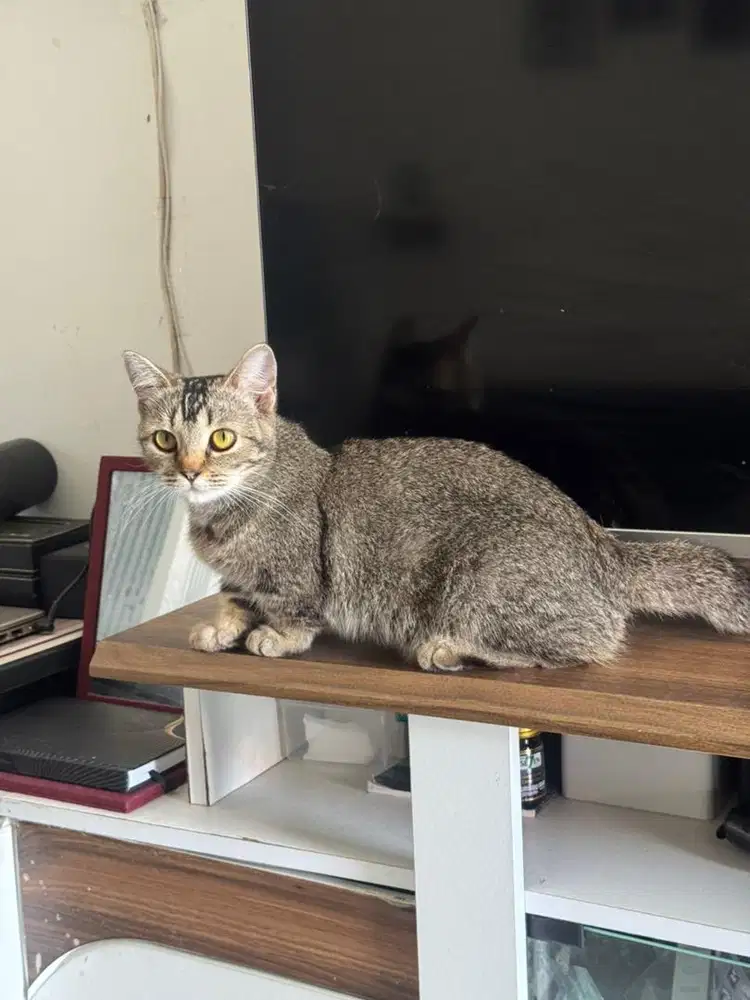 Kucing Munchkin Betina