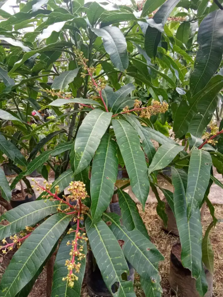 Tanaman buah mangga miyazaki (sudah berbuah)