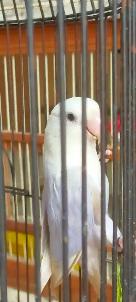 Love bird Holland/non klep