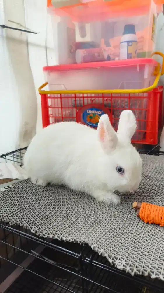 Kelinci Holland Lop & Netherland Dwarf