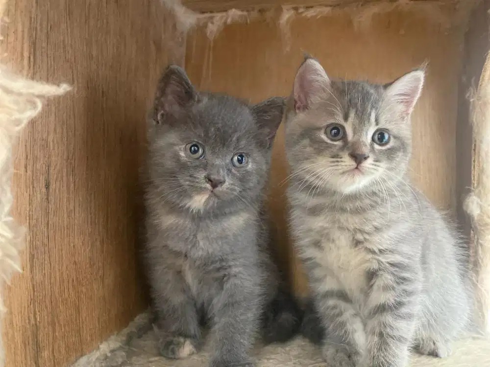 Lepas Adopt kitten anak kucing BSH British Short Hair x Munchkin
