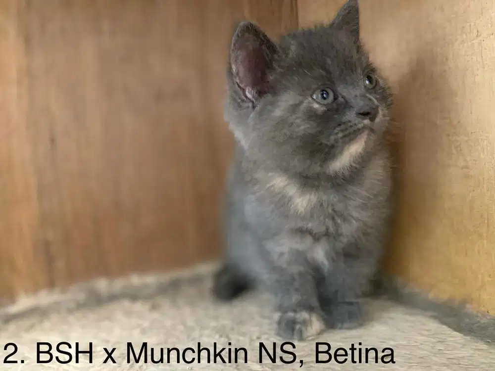 Lepas Adopt kitten anak kucing BSH British Short Hair x Munchkin