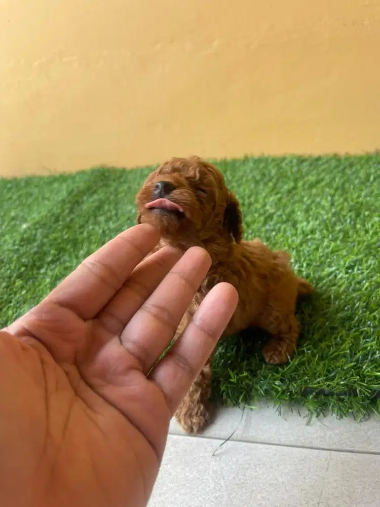 Toy Poodle Puppy