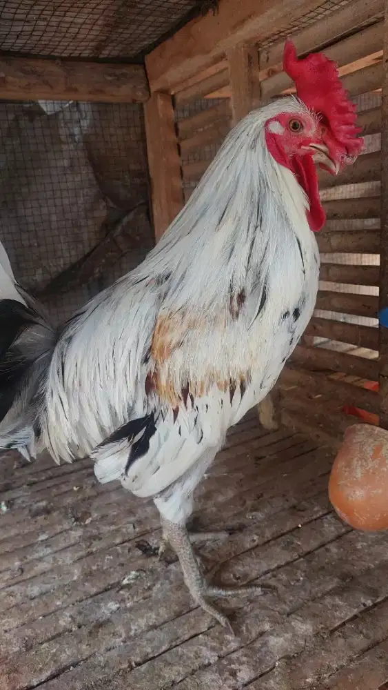 Ayam ketawa jantan