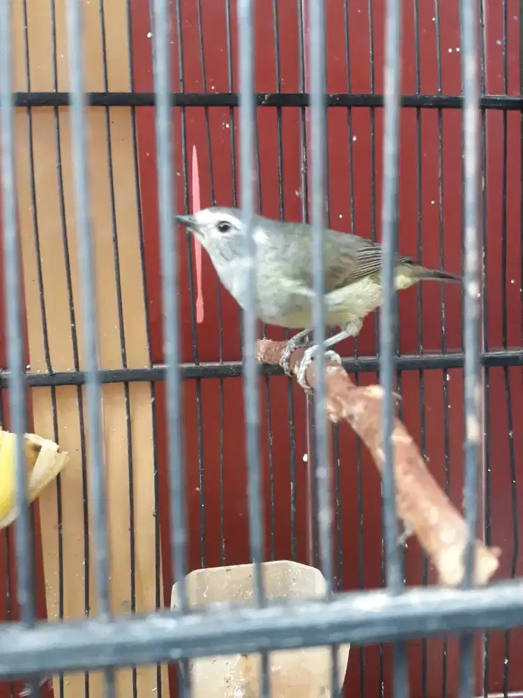 cucak jempol bunyi