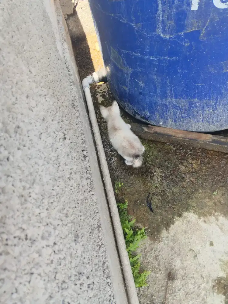Kucing Himalayan Donestik dan Persian Medium