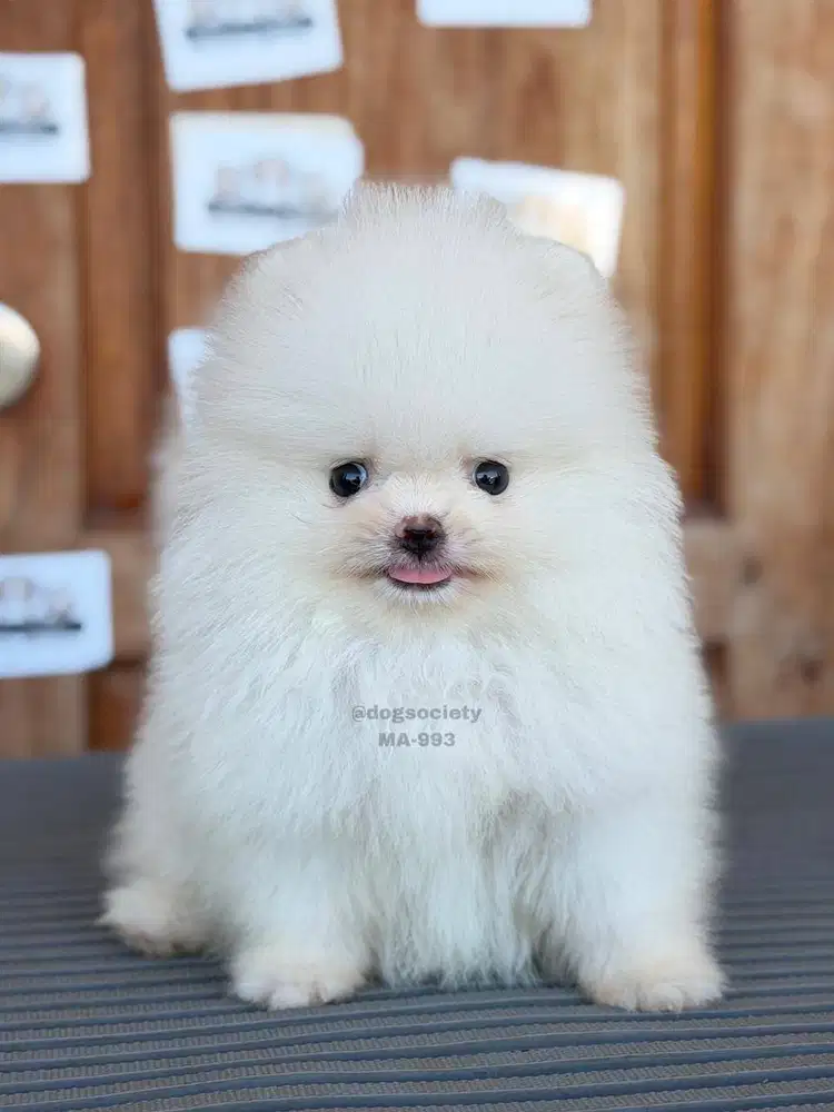 Pomeranian German Spitz Puppy Super Cute