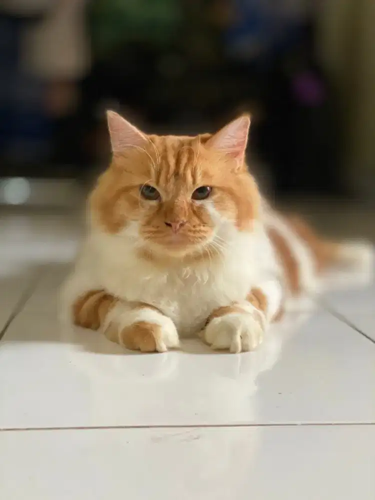 DIJUAL KUCING KESAYANGAN PERSIAN MIX LONGHAIR