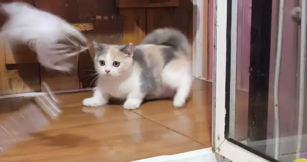 Kucing kitten munchkin british shorthair dilute calico