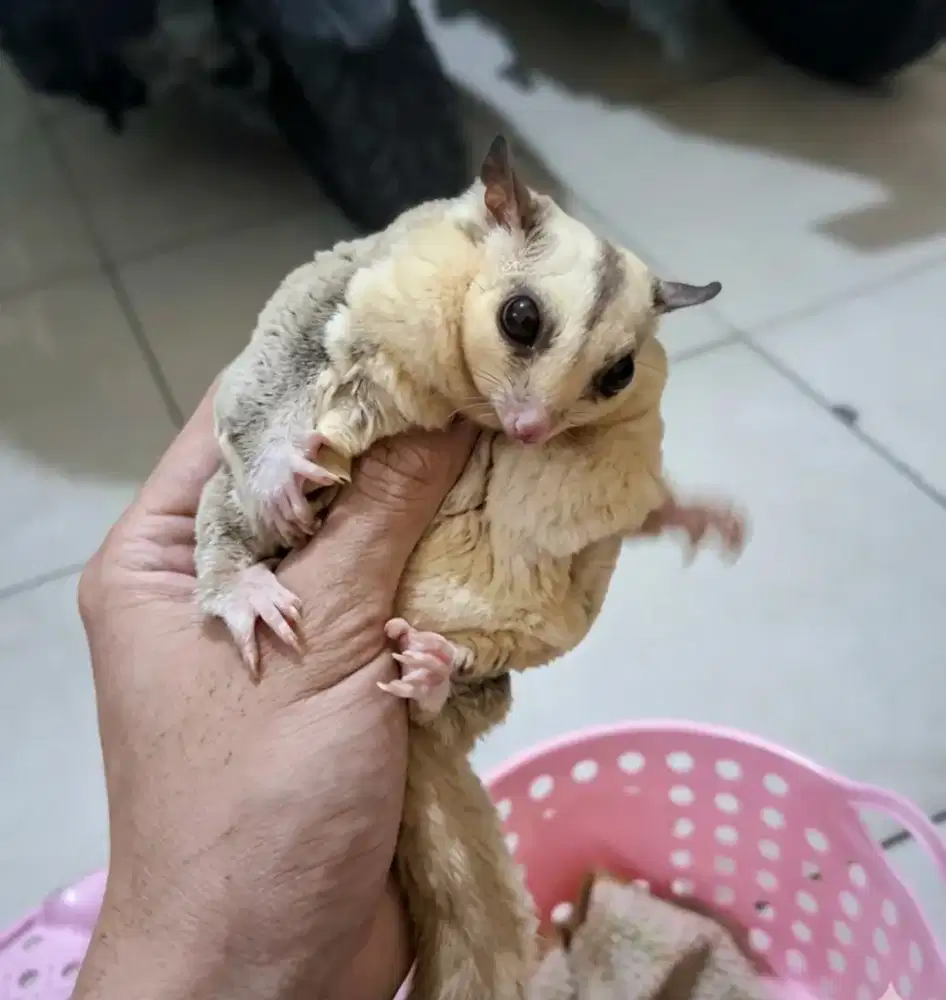 Sugar glider platinum