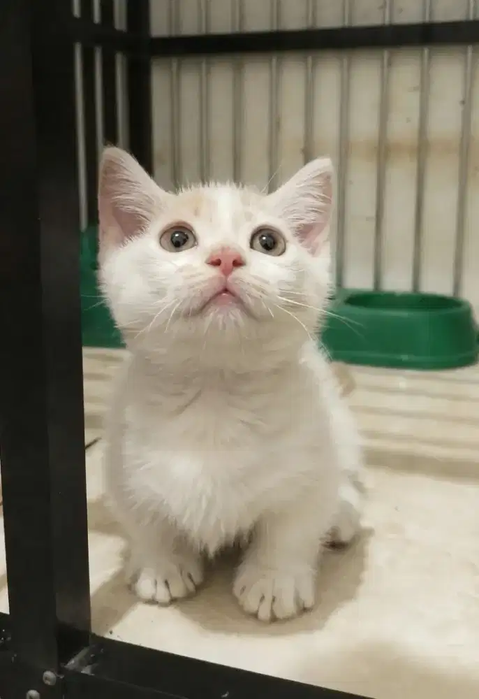 Munchkin Bsh Jantan