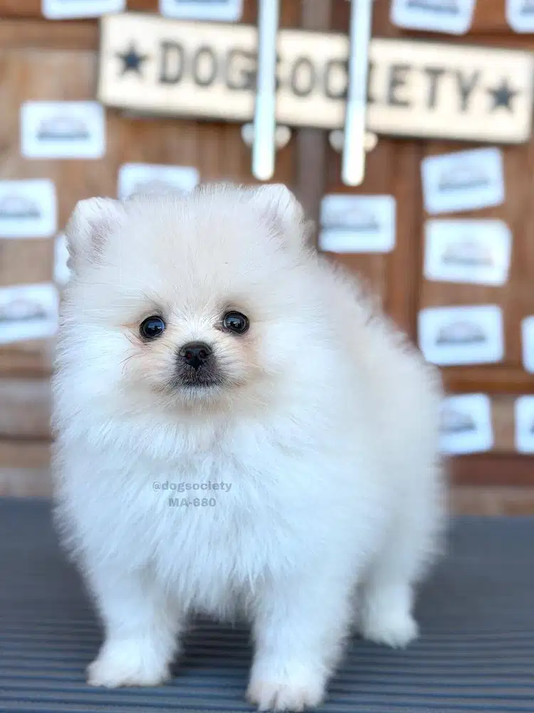 Pom German Spitz Puppy Imut dan Aktif