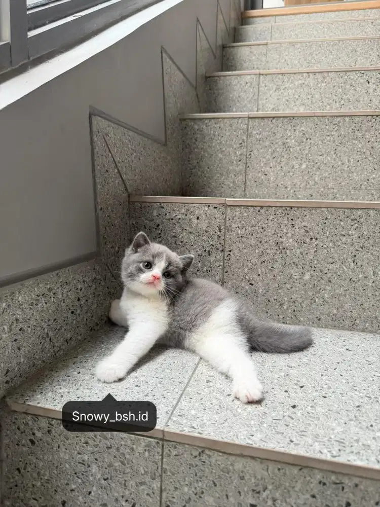 Kucing bsh murah cantik/ dad ped import/ mom nonped