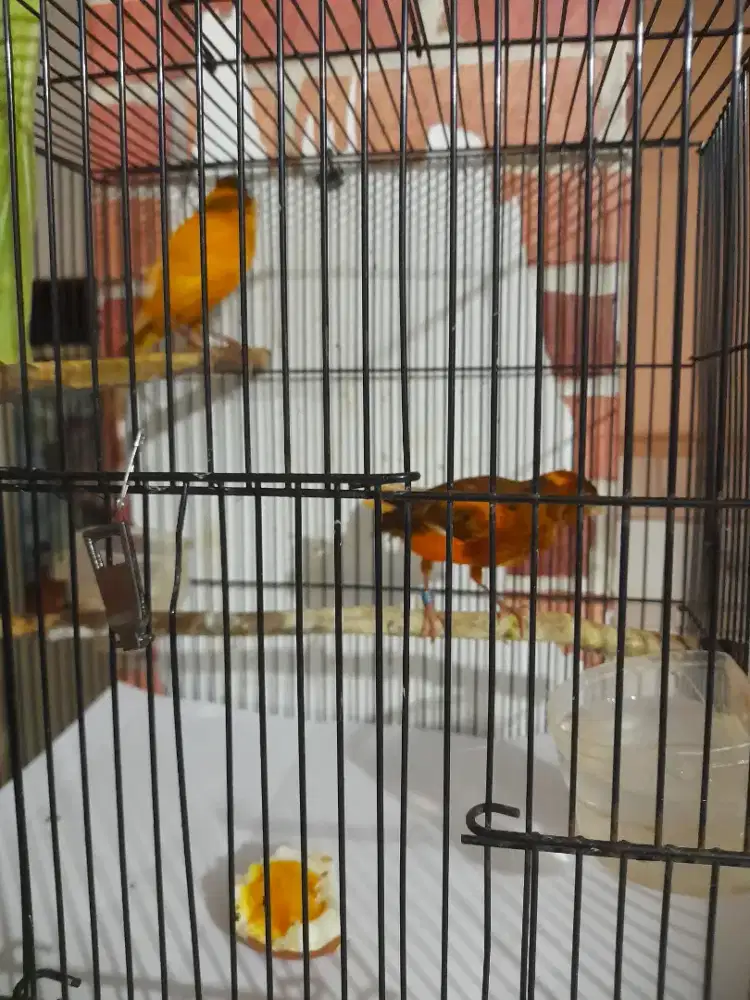 Sepasang kenari