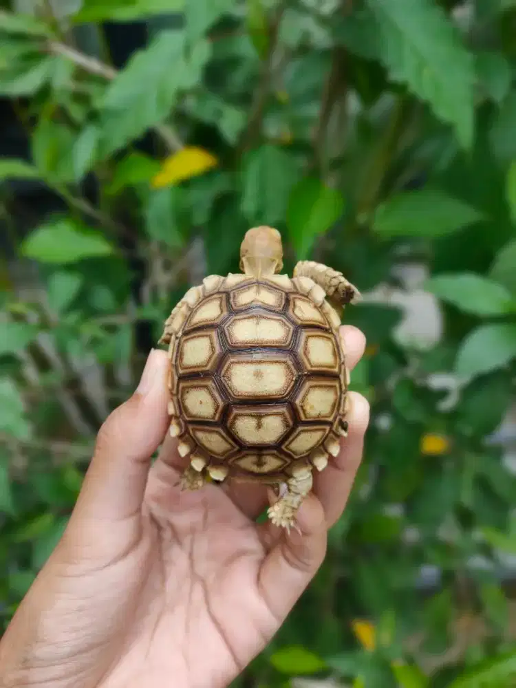 baby sulcata 6cm ++ makan rakus doyan pelet