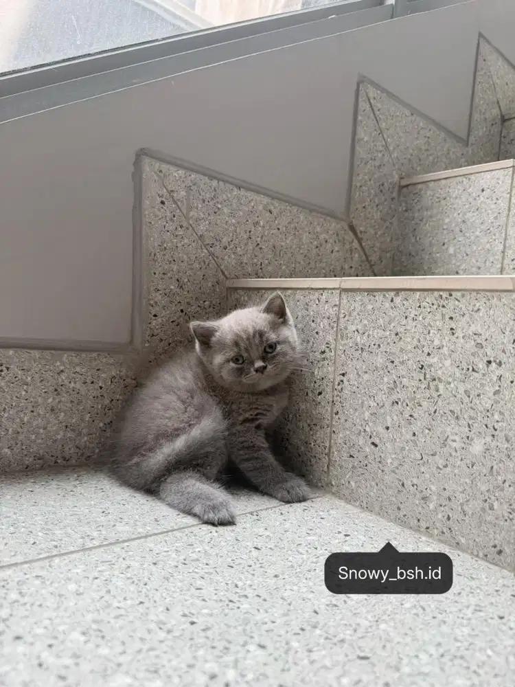 Kucing bristish short hair - bsh murah bgt /dad ped import /mom nonped