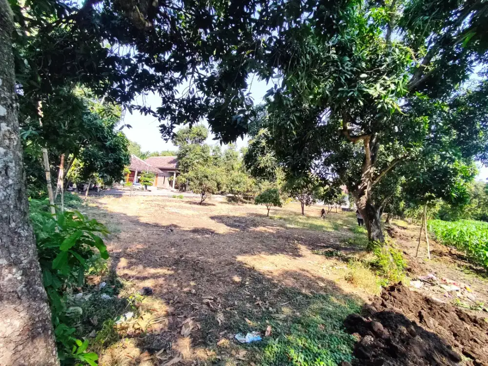 Dijual tanah kebun mangga