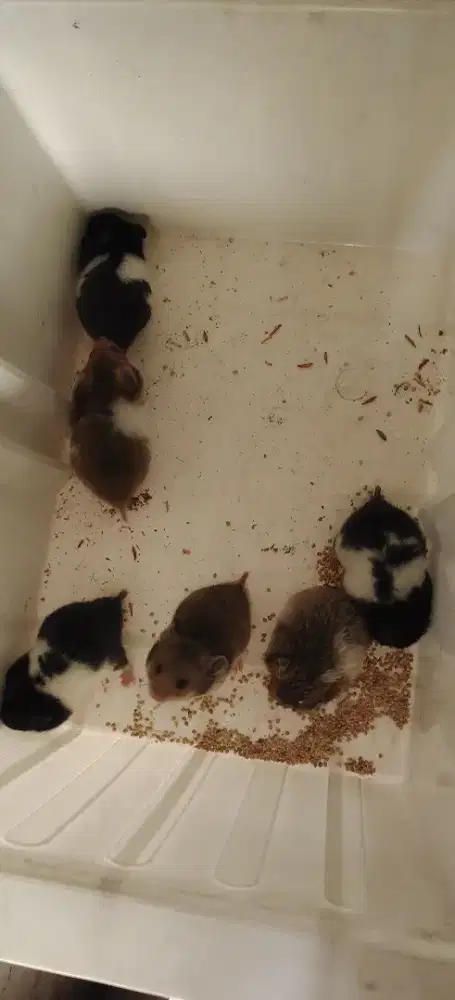 Hamster syirian umur 31hr