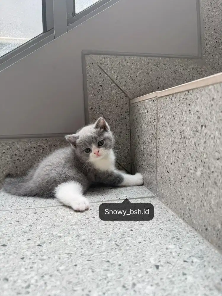 Kucing british short hair - bsh adopsi / dad ped import /mom nonped
