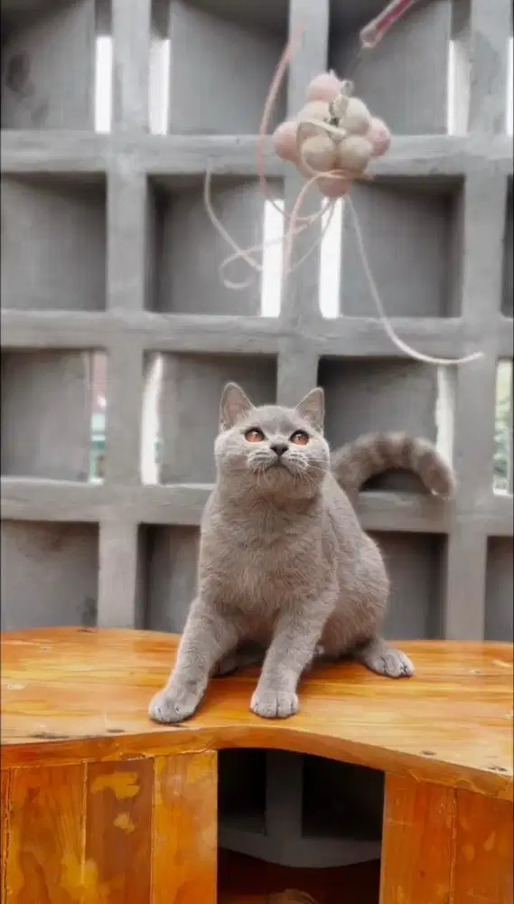 British shorthair import