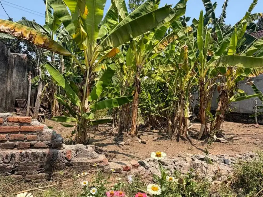 Dijual Tanah Murah Siap Bangun di Bajangan Pasuruan