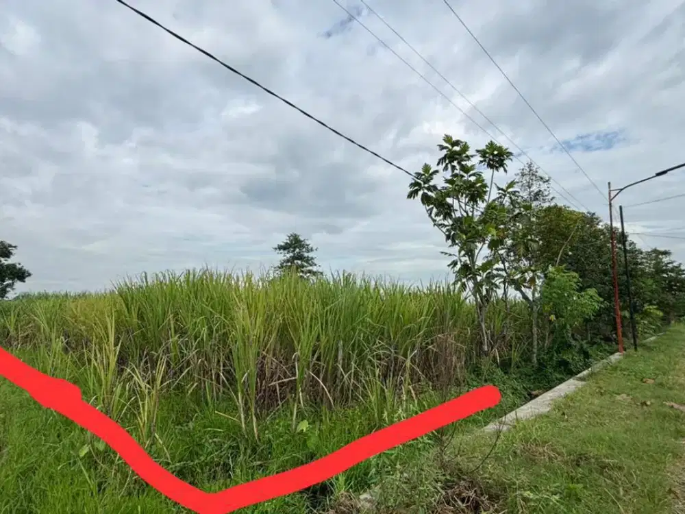 Dijual Lahan Perkebunan Produktif Di Winongan Kab Pasuruan