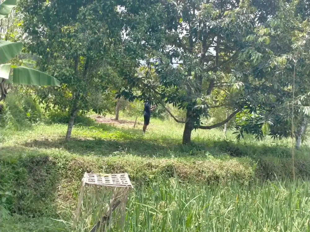 JAUL TANAH PERKEBUNAN SINGARAJA
