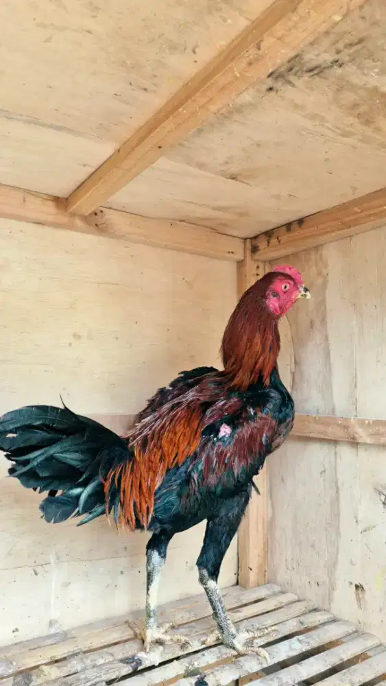 ayam Bangkok muda