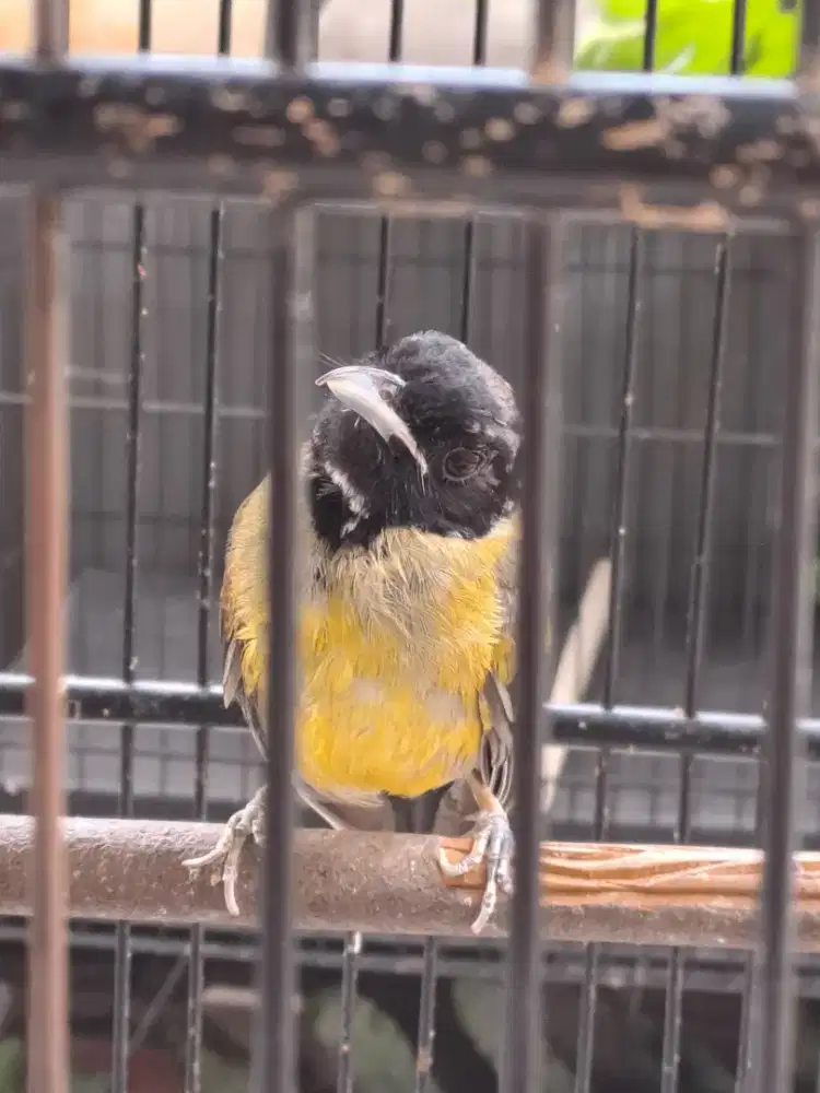 Burung samyong trotol gacor dor