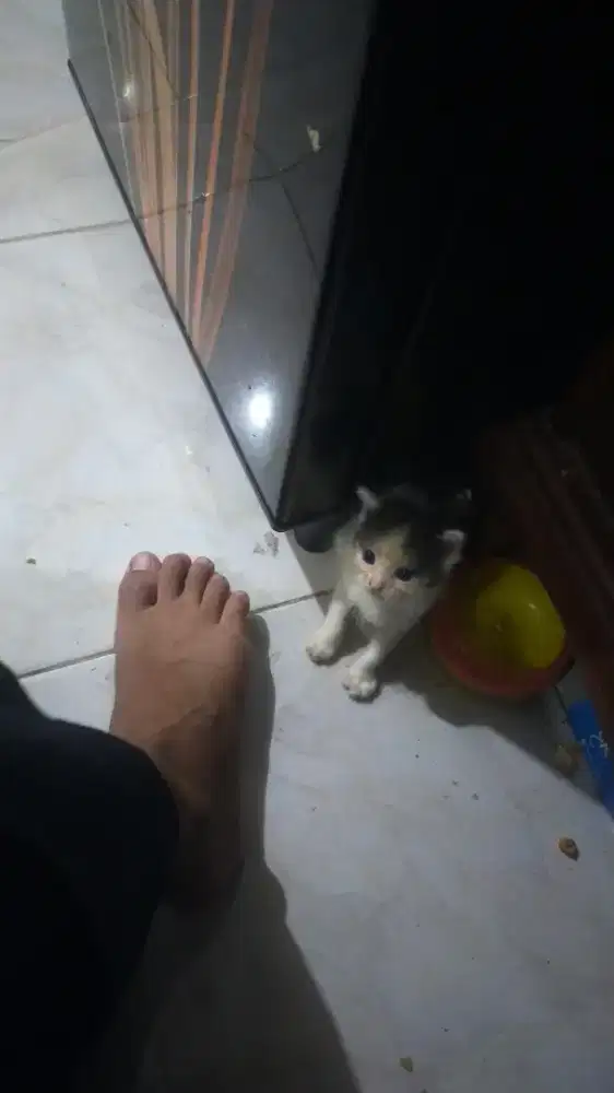 JUAL KUCING PERSIA FLATNOSE BERKUALITAS BUTUH DANA CEPAT JADI AKU JUAL