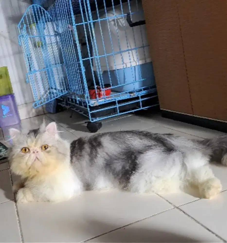 Peaknose jantan super riwuk 1thnan