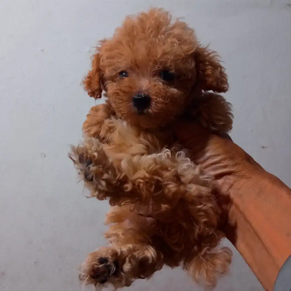 Red Teacup poodle betina
