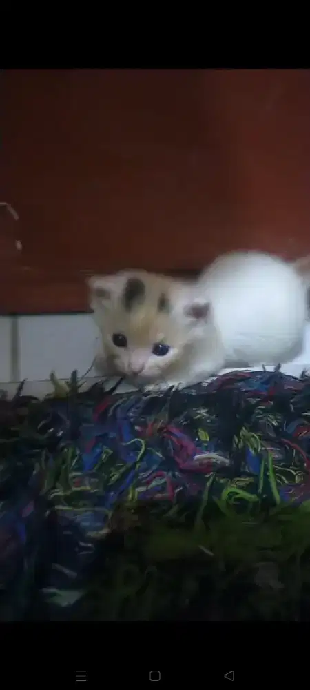 Kitten Lucu Nurut