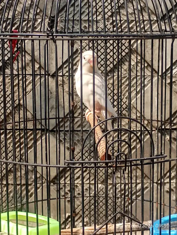 BURUNG BORONG YAH