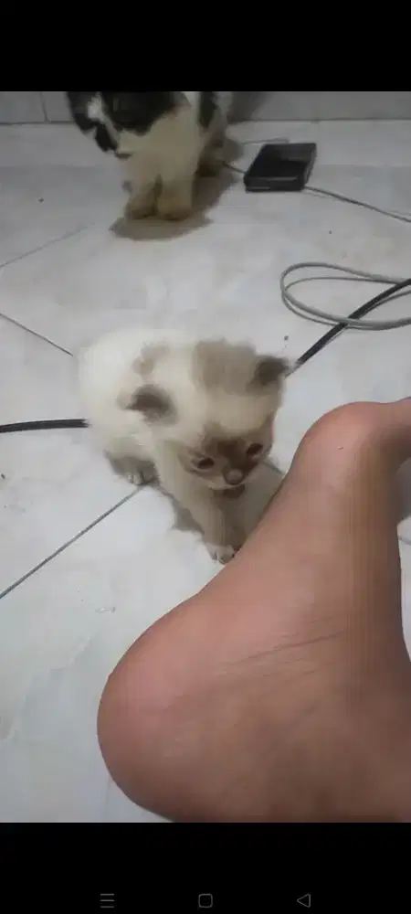 Adop kitten Persia Flatnose
