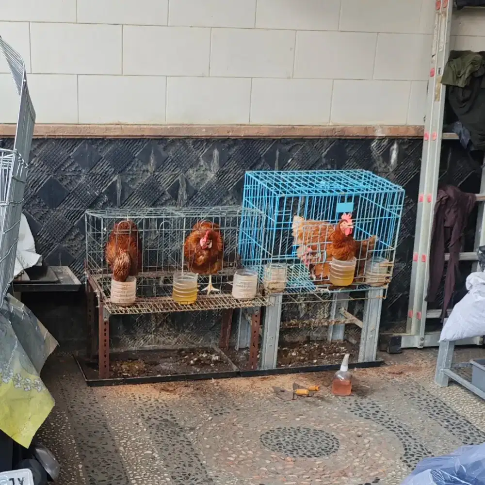 Kandang ayam termasuk kaki nya Mampang Depok