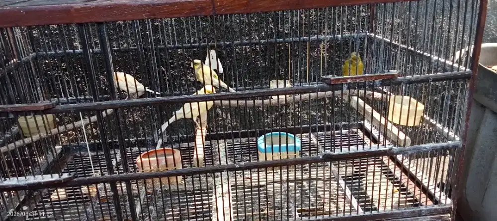Borongan 4 ekor kenari betina
