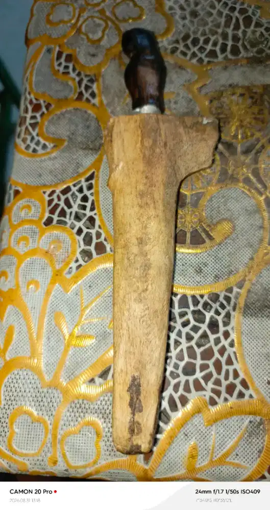 Pusata patrem putut