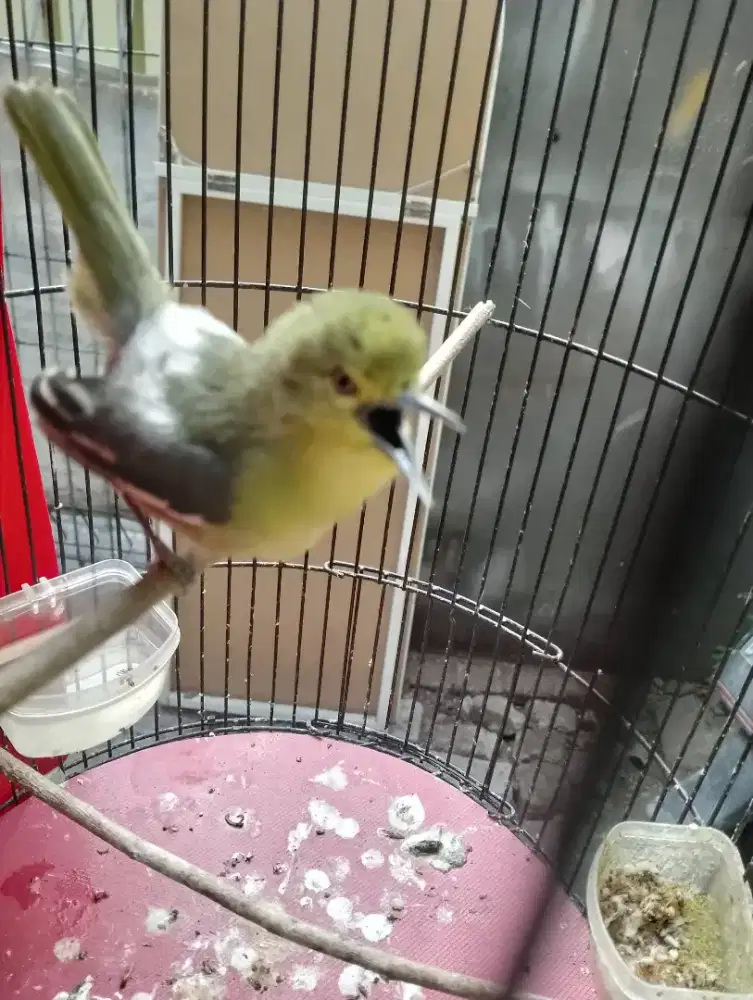 Jual burung cipow /sertu gacorr dorr